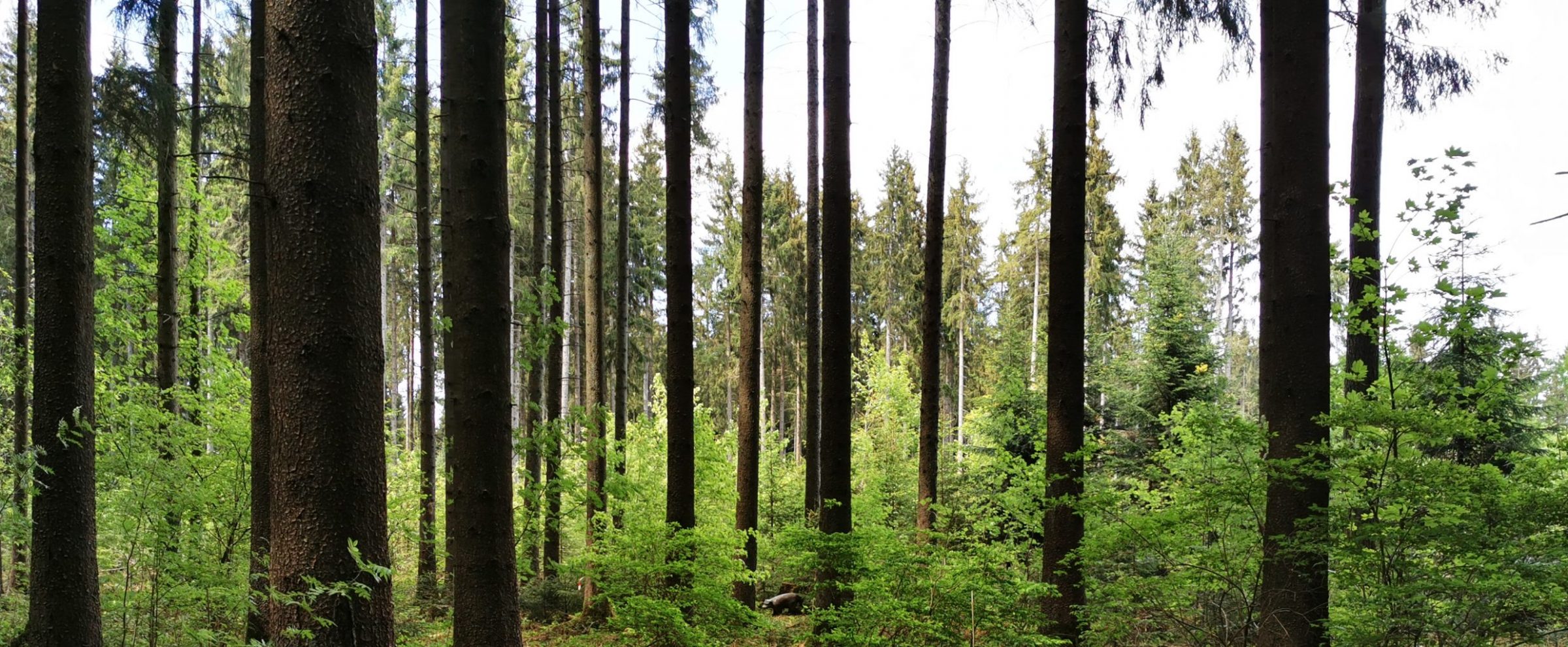 Der Wald bei Wolterdingen, in dem sich Bogenplatz und 3D-Parcours befinden